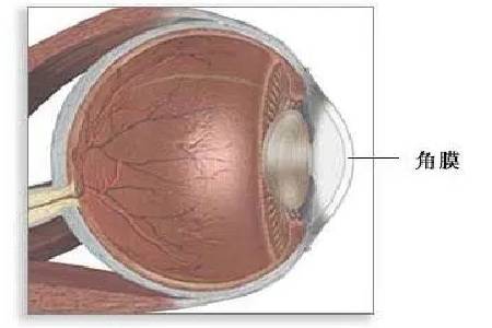 高清角膜弓图片图片