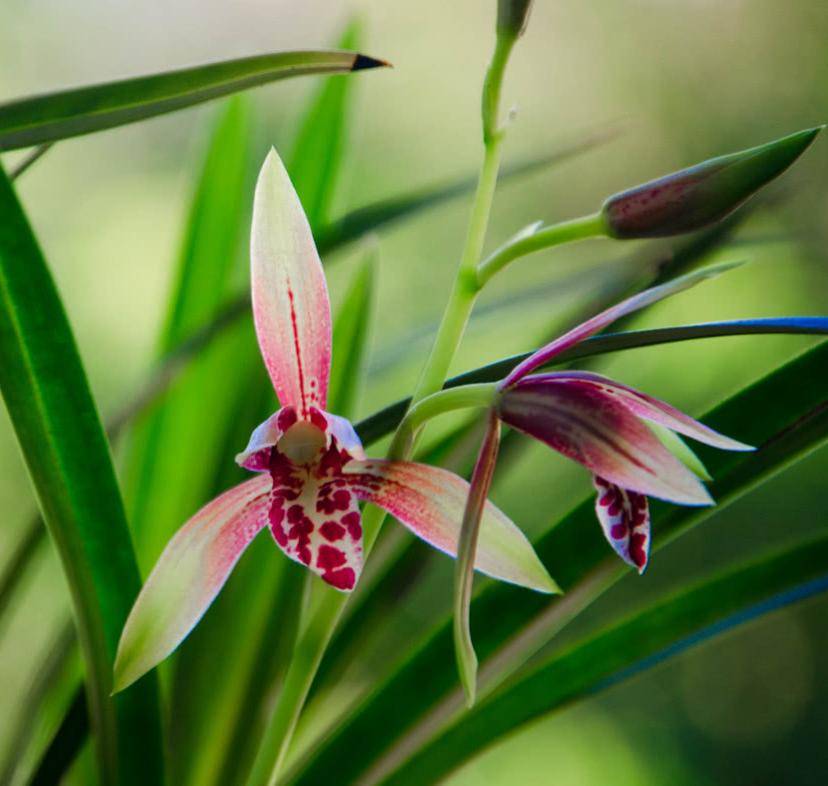 兰花天下第一香君子嗜兰如命植物非试管高效快繁技术快繁兰花
