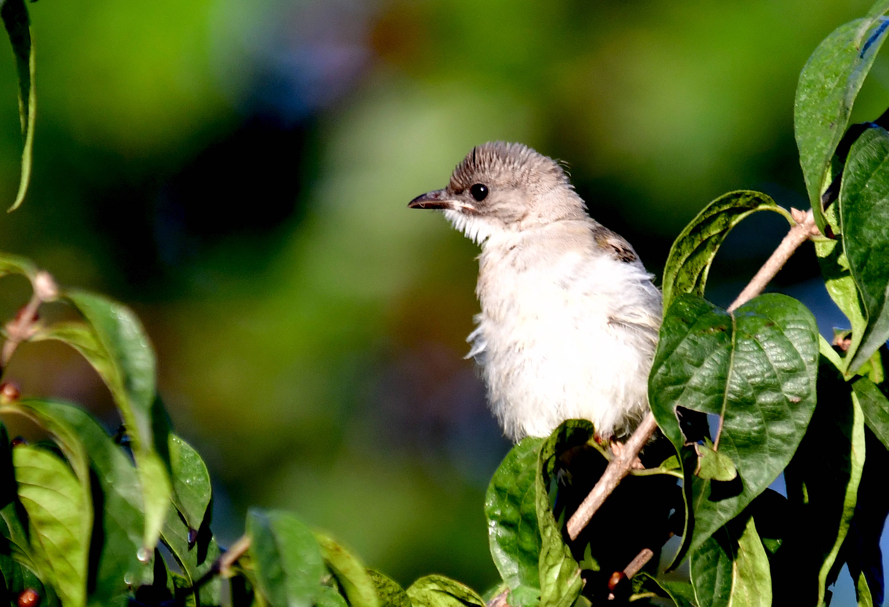 过着隐蔽生活的鸟类白喉林莺
