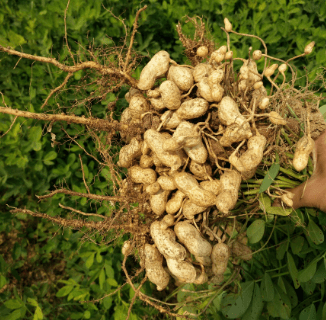 花生为什么不可以年年种 种植