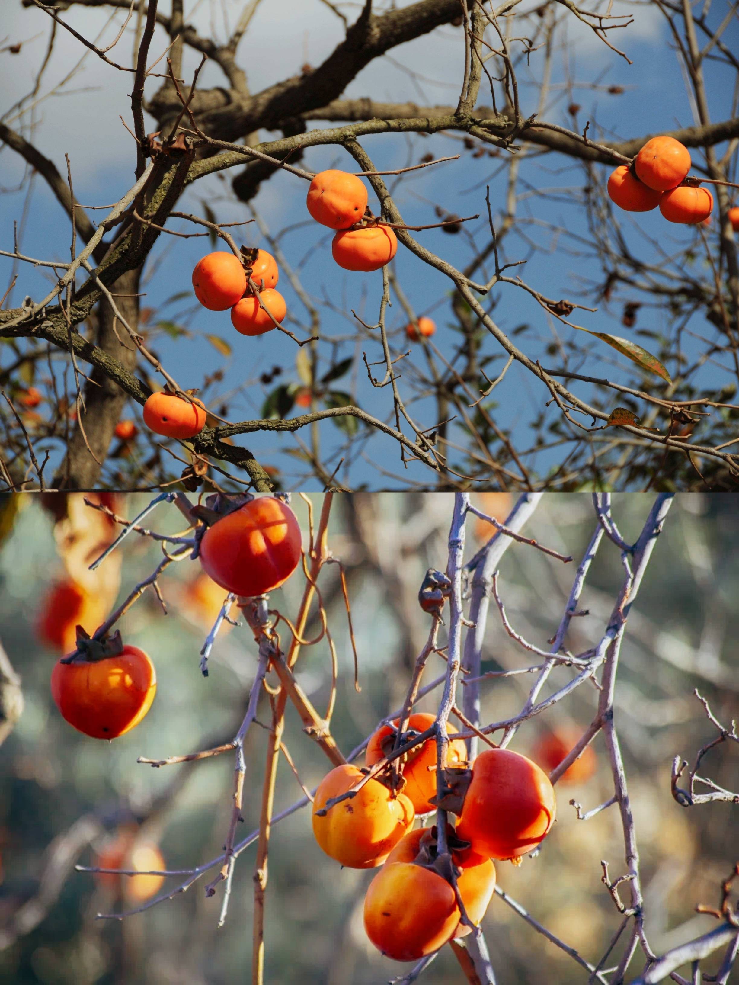原创苏州西山岛柿子树的秋天