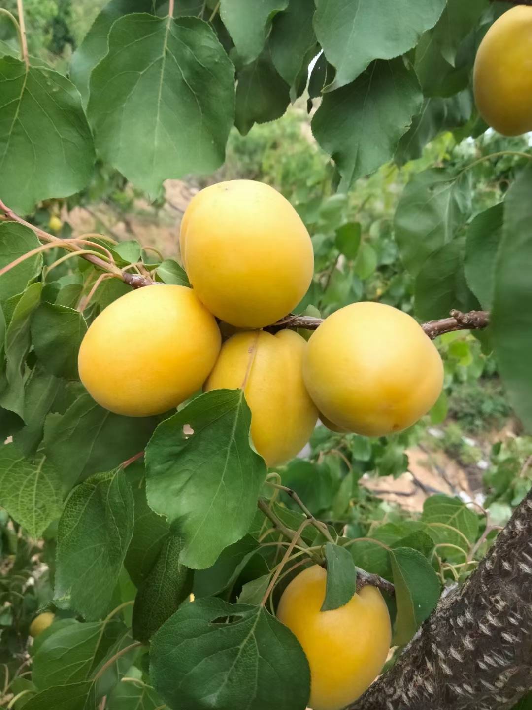 荷兰香蜜杏授粉树图片