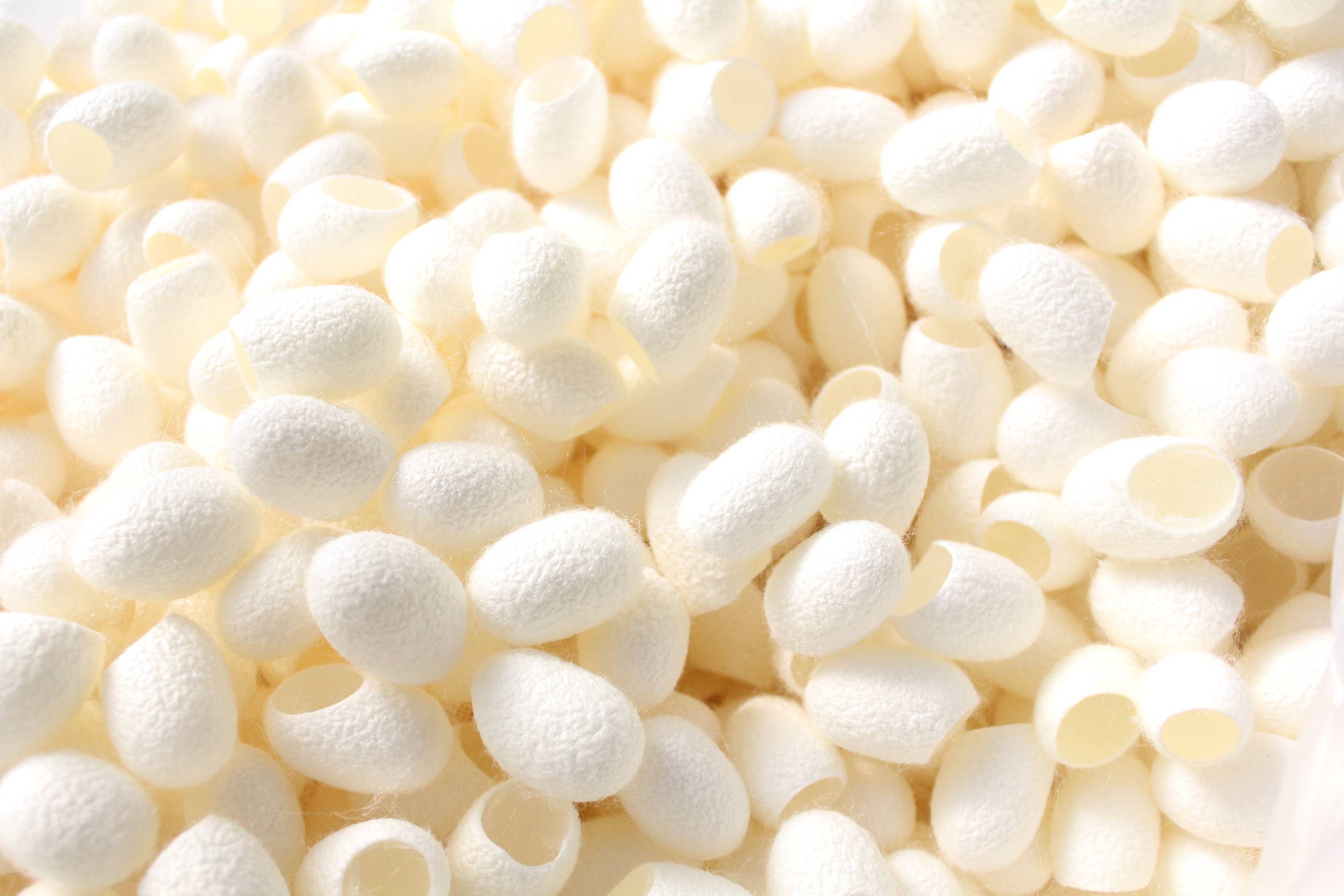 蚕丝:来自大自然的馈赠