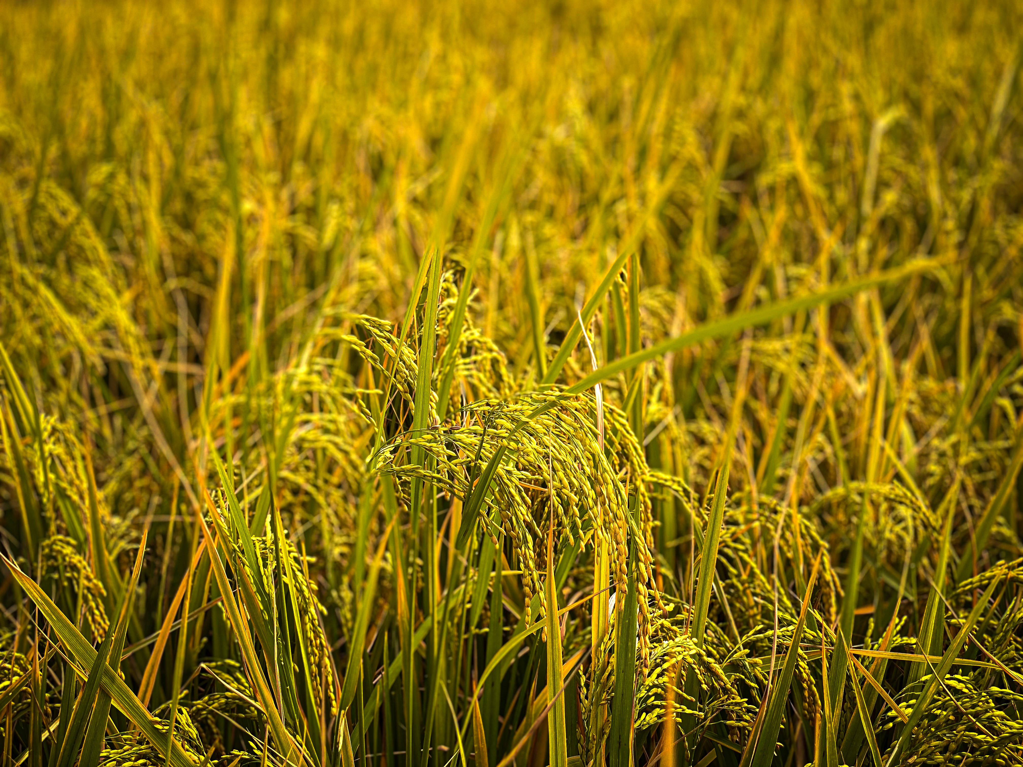 秋天收获的季节,看看硕果满满的稻田景色!