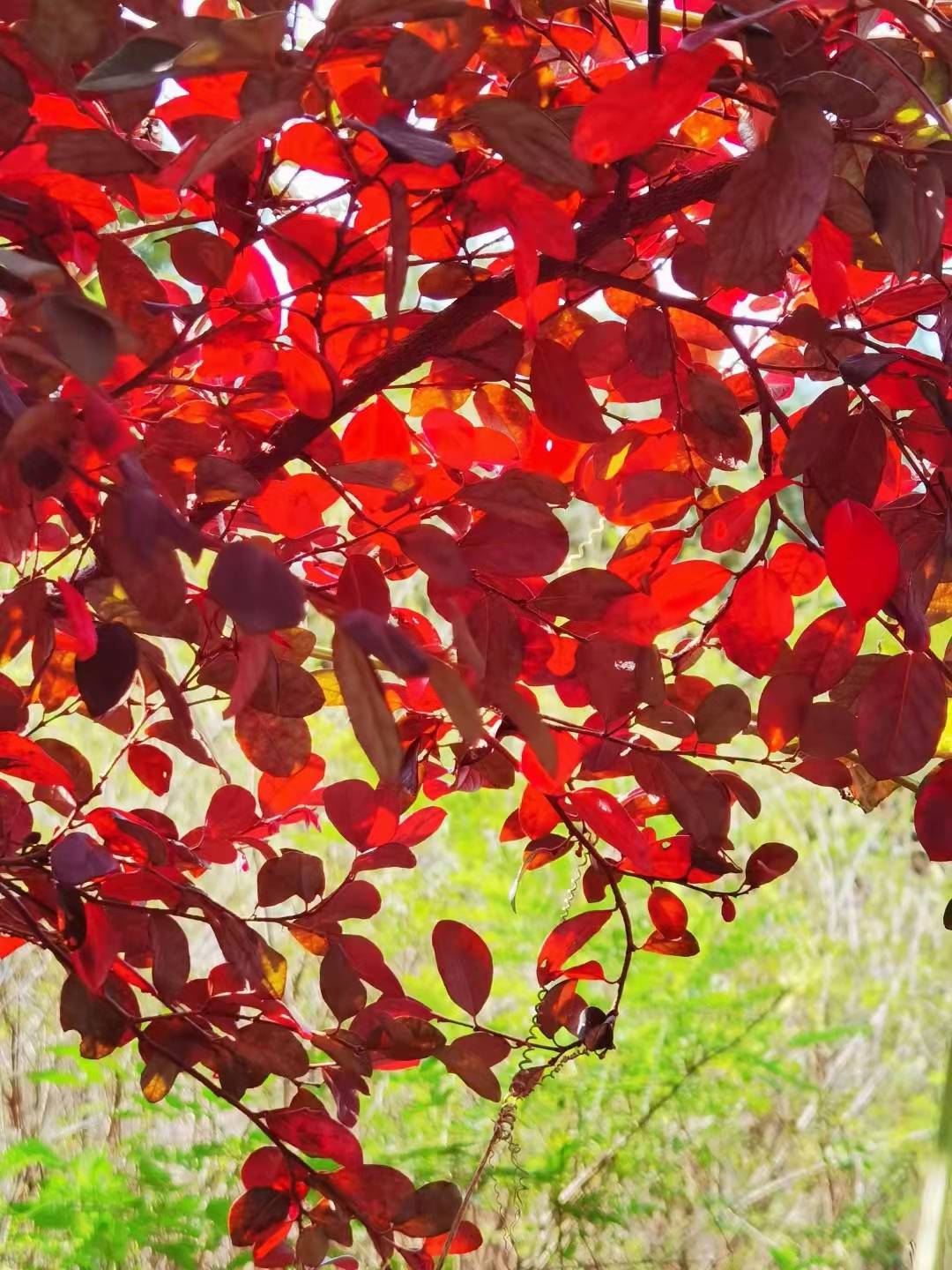 花木文化琐谈之103 霜叶红于二月花 从枫树兼谈槭 乌桕 黄栌 红叶
