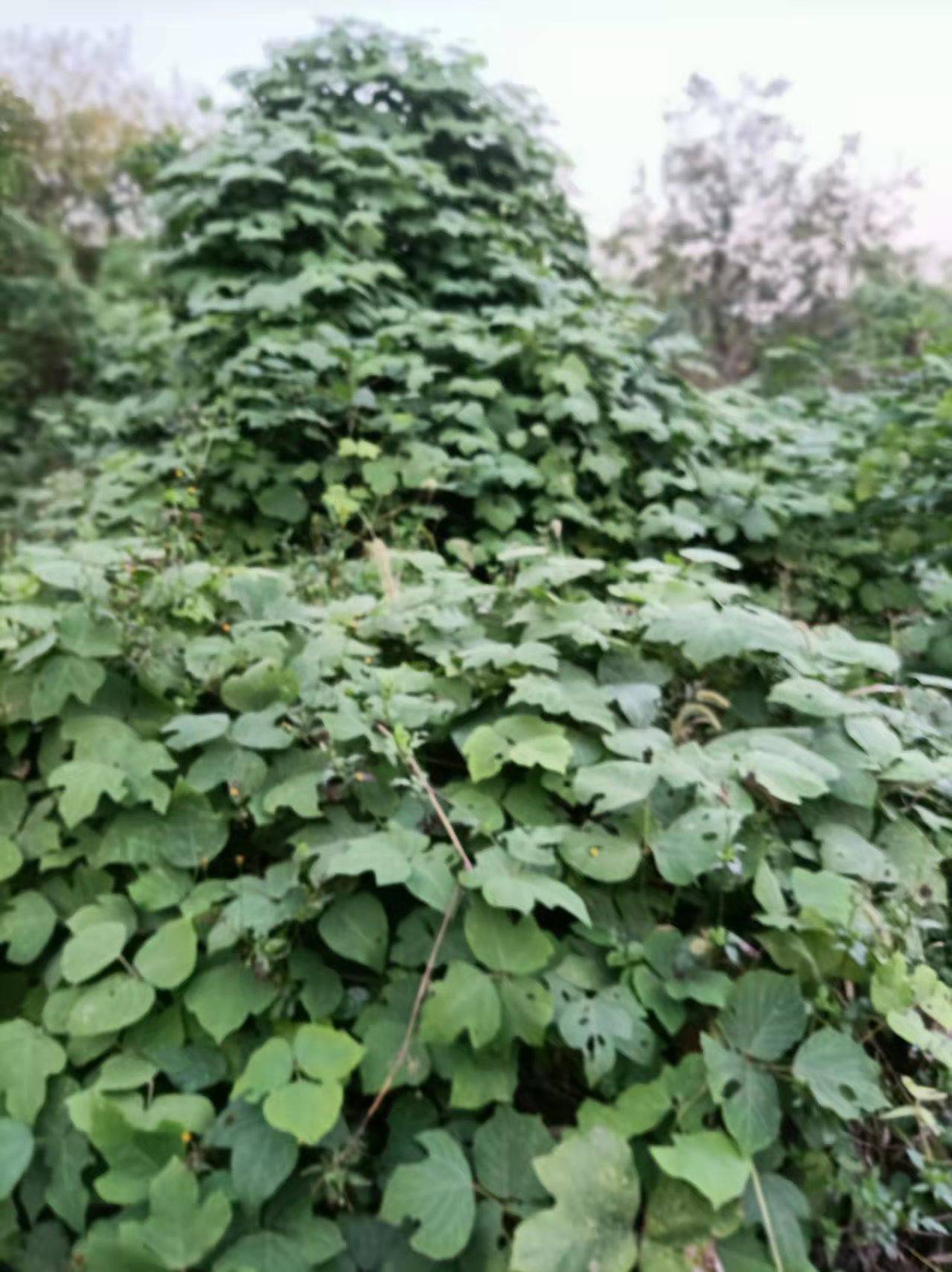 野生山草药图片