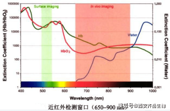 这些优势使得近红外荧光探针特别适合应用于生物体荧光成像, 特别是