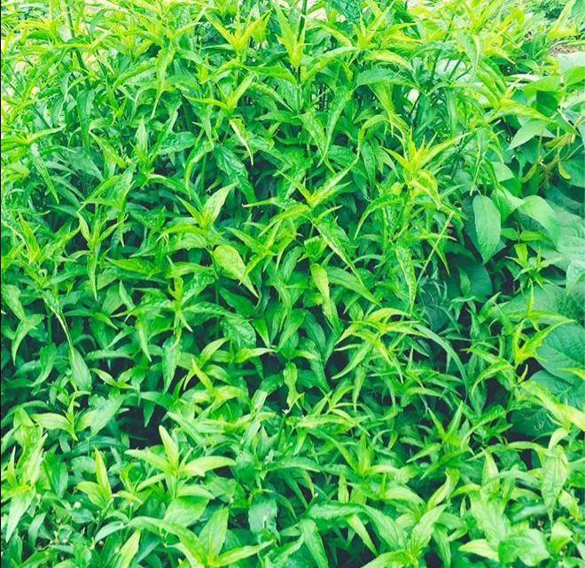 脱贫解忧幸福草 植物非试管高效快繁技术忧遁草 繁殖