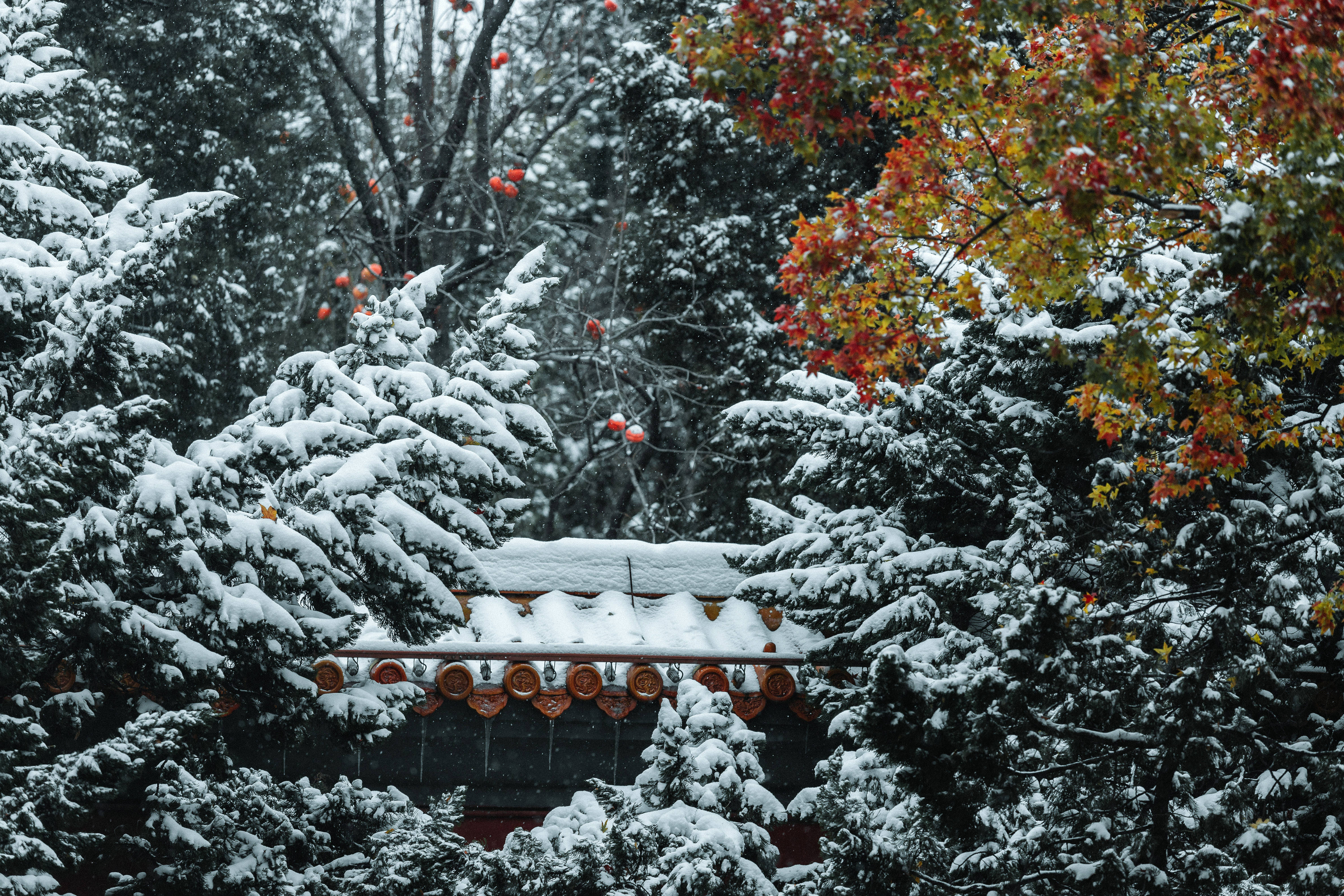 原创北京初雪故宫的雪人成了惊艳四方的美景你拍到了吗