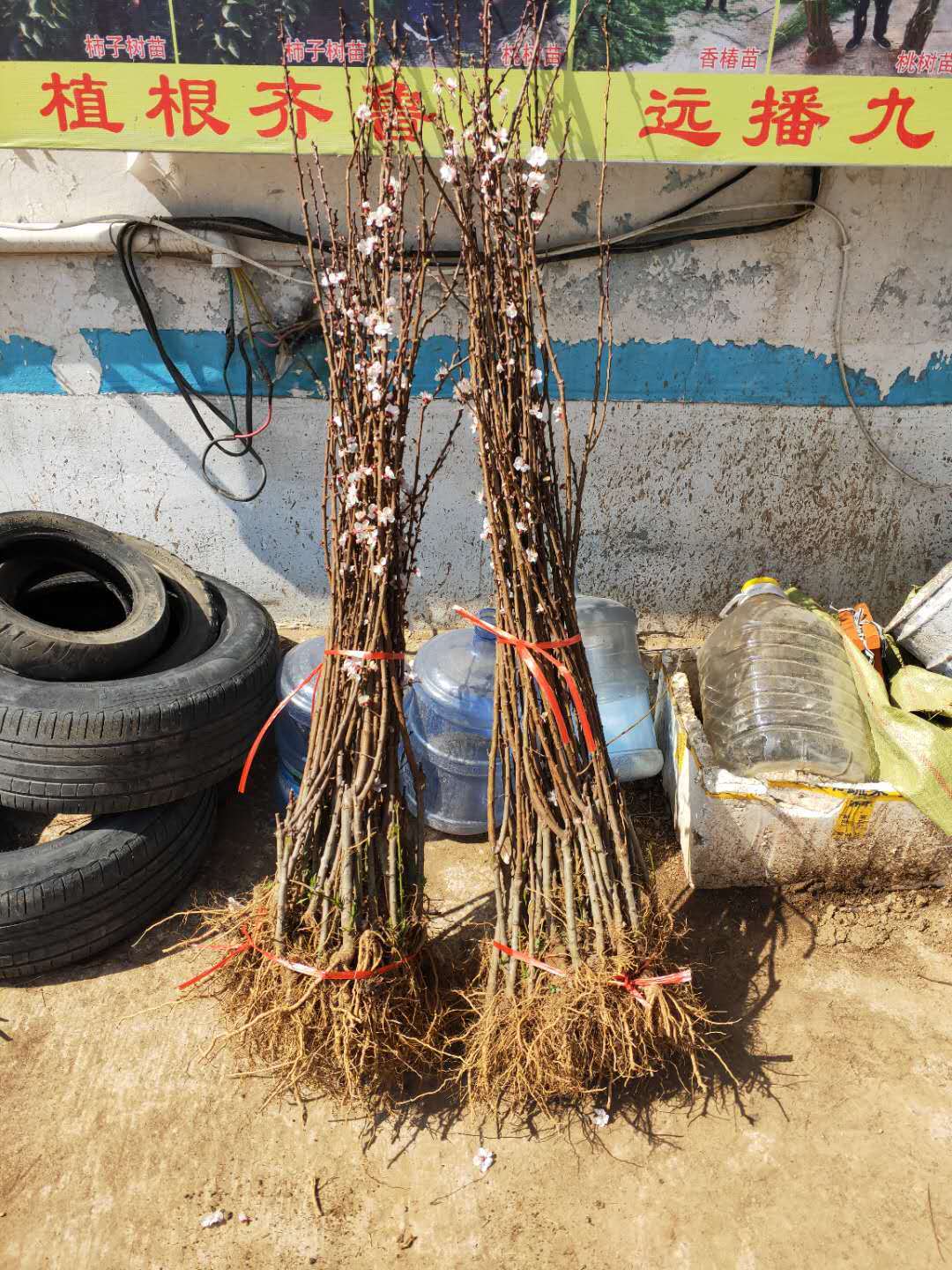 1年吊干杏树苗新价格 致富"杏树苗"