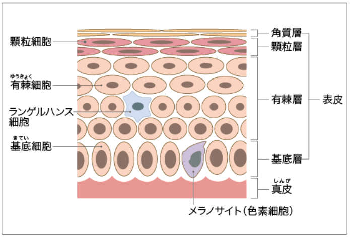 以及症状,组织类型分类解说_皮肤_表皮_硬皮病