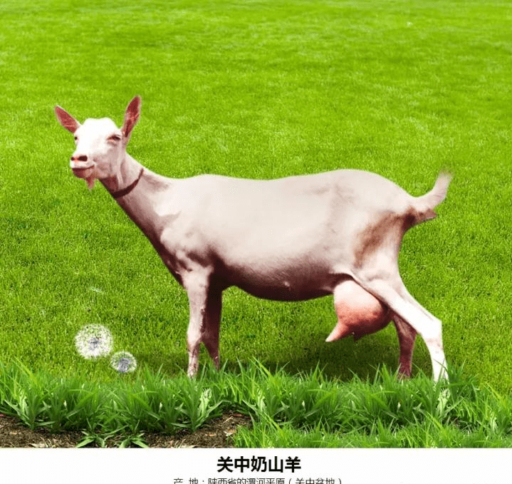 中国羊奶城奶源图片