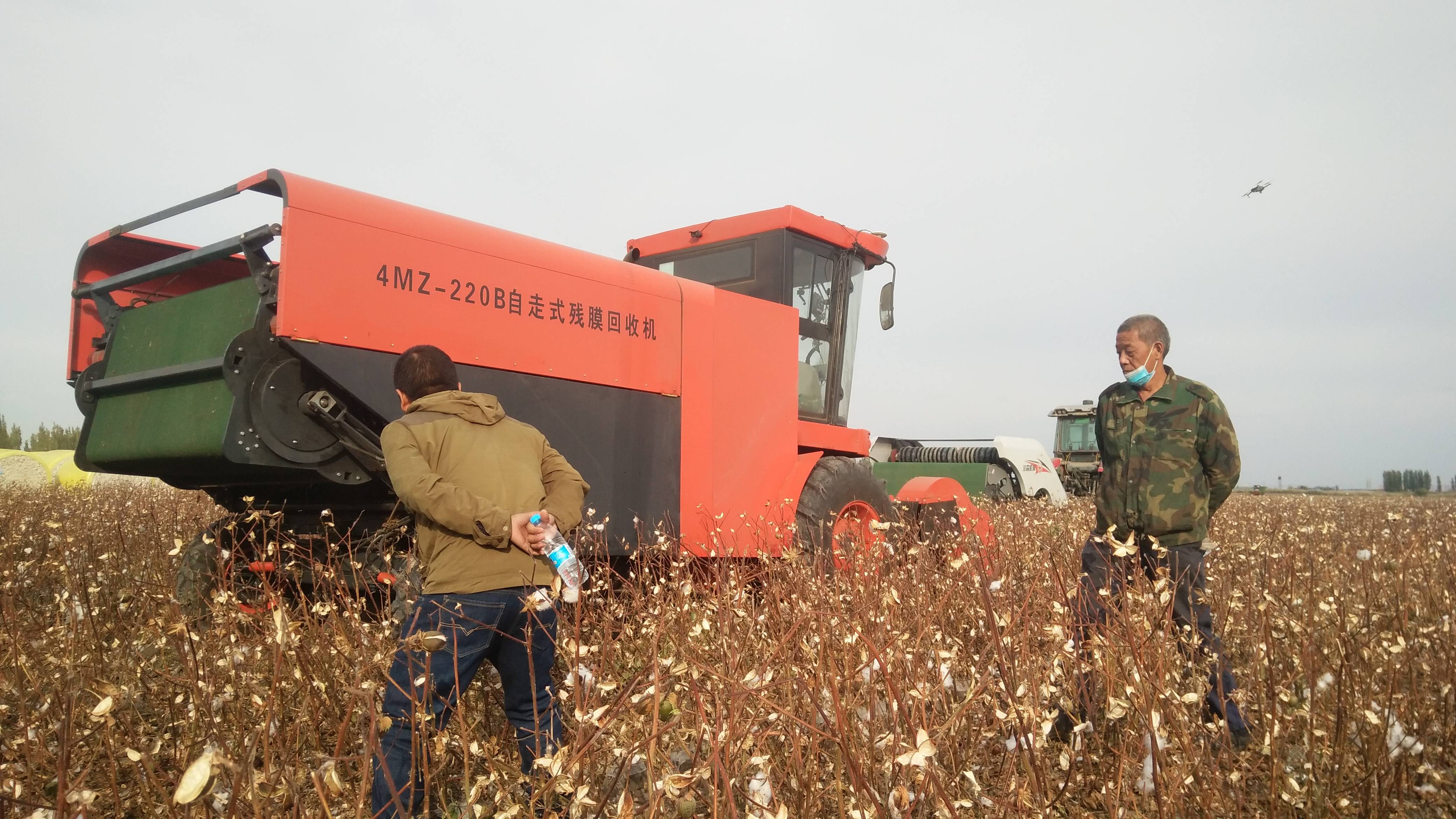 棉花杆子是卖钱好还是粉碎了还田好一起来看看吧