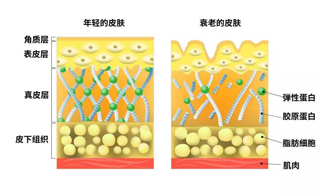 方法面部凹陷下垂太显老，紧致饱满的方法，我不允许还有仙女不知道！