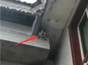 因为哈士奇跑到房顶上玩，任凭怎么哄都不下来，主人一点办法也没有