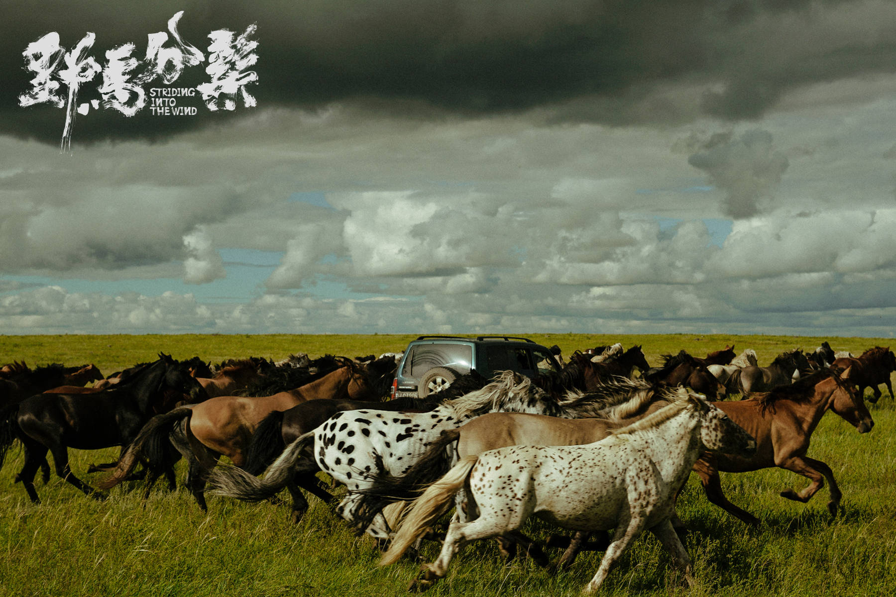 青年|《野马分鬃》“长大之前，再野一回！”— 野马青年不惧与世界过招