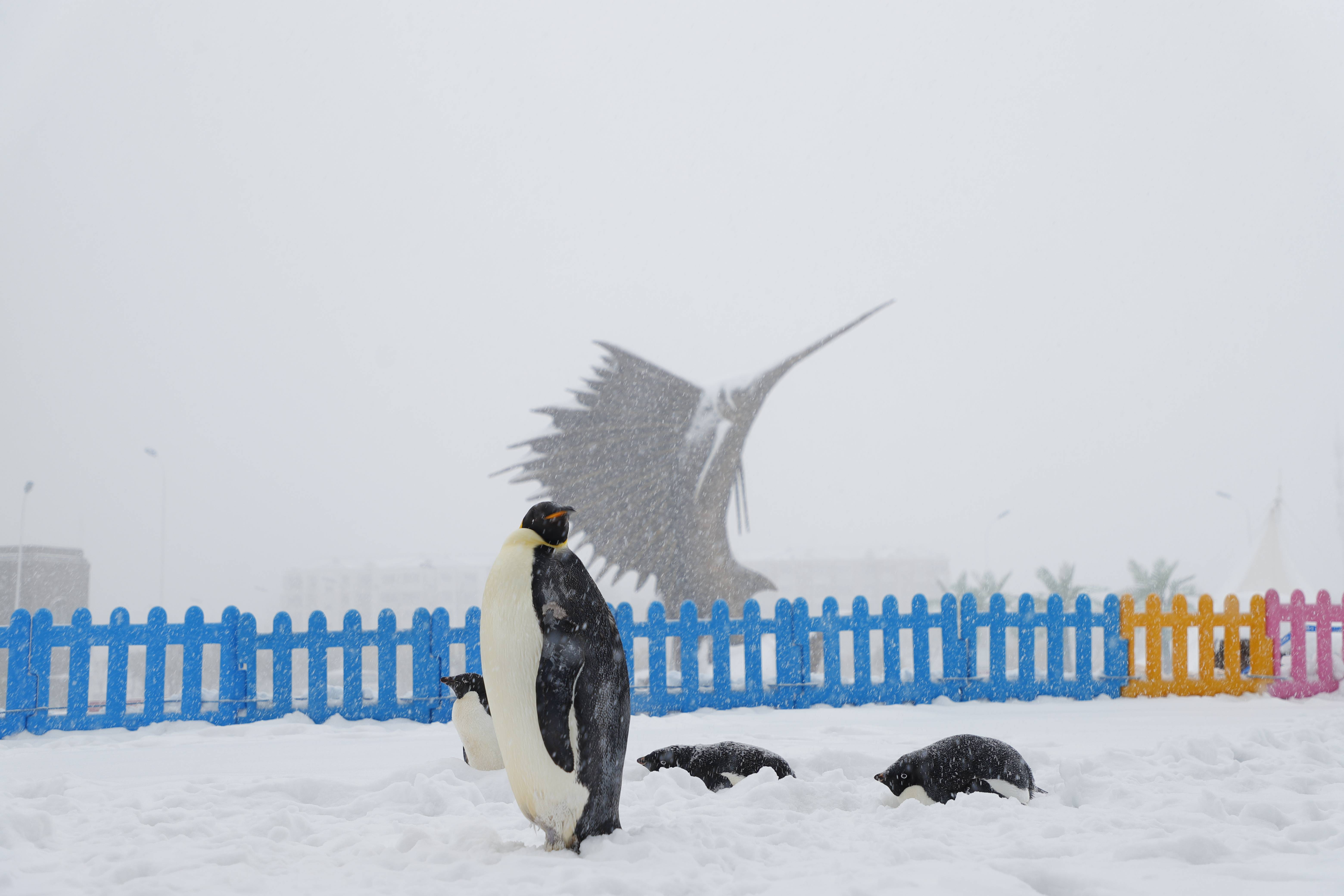 呆萌企鹅外出看雪景开心地满地撒欢