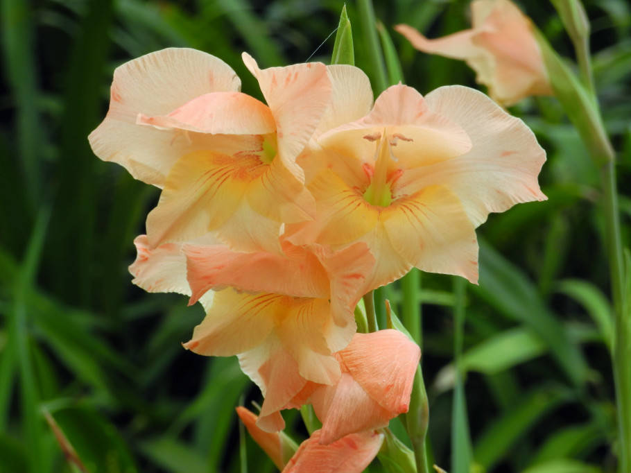 世界四大切花之首 唐菖蒲 繁殖
