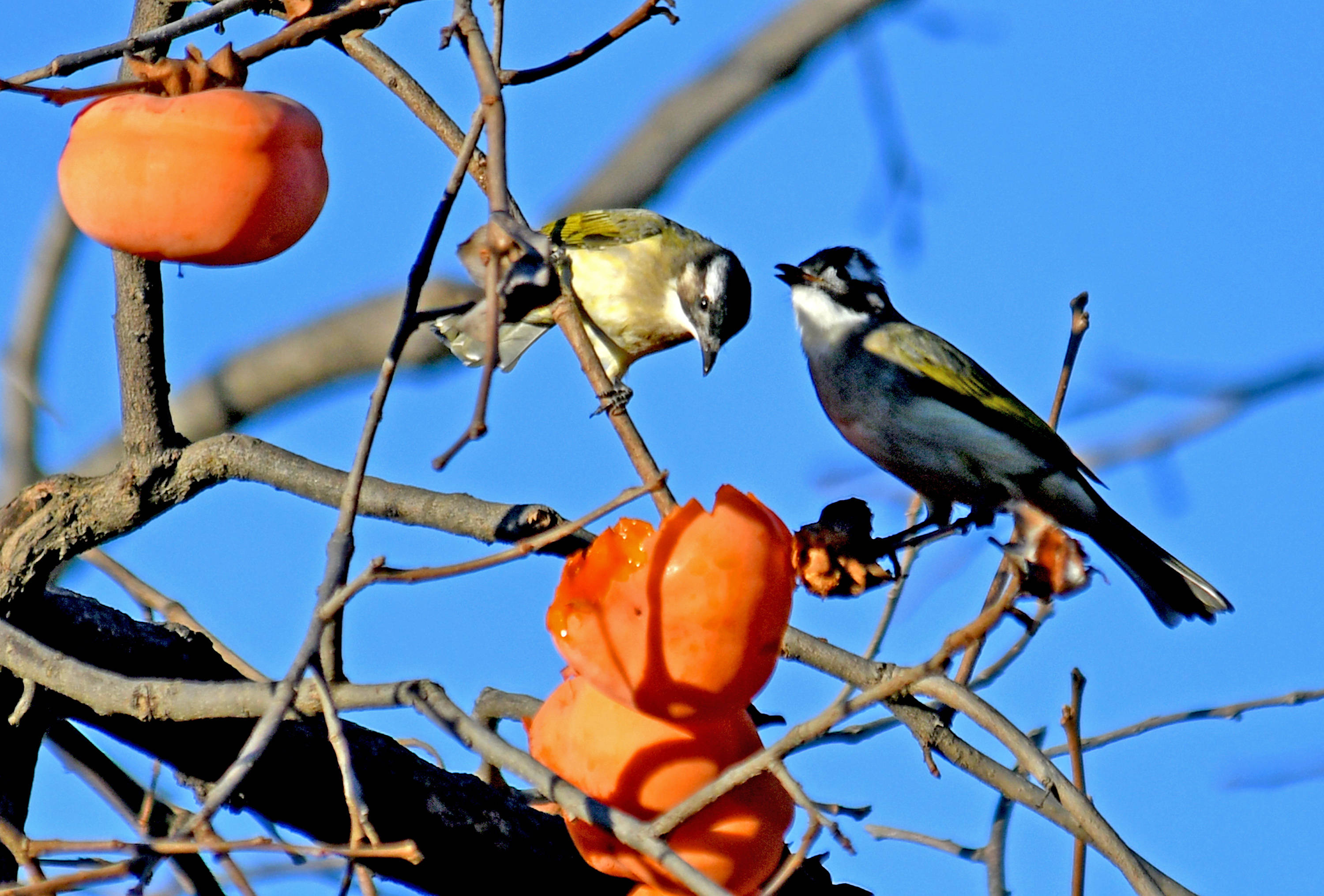 柿柿如意果熟鸟至五白头鹎的冬日美食
