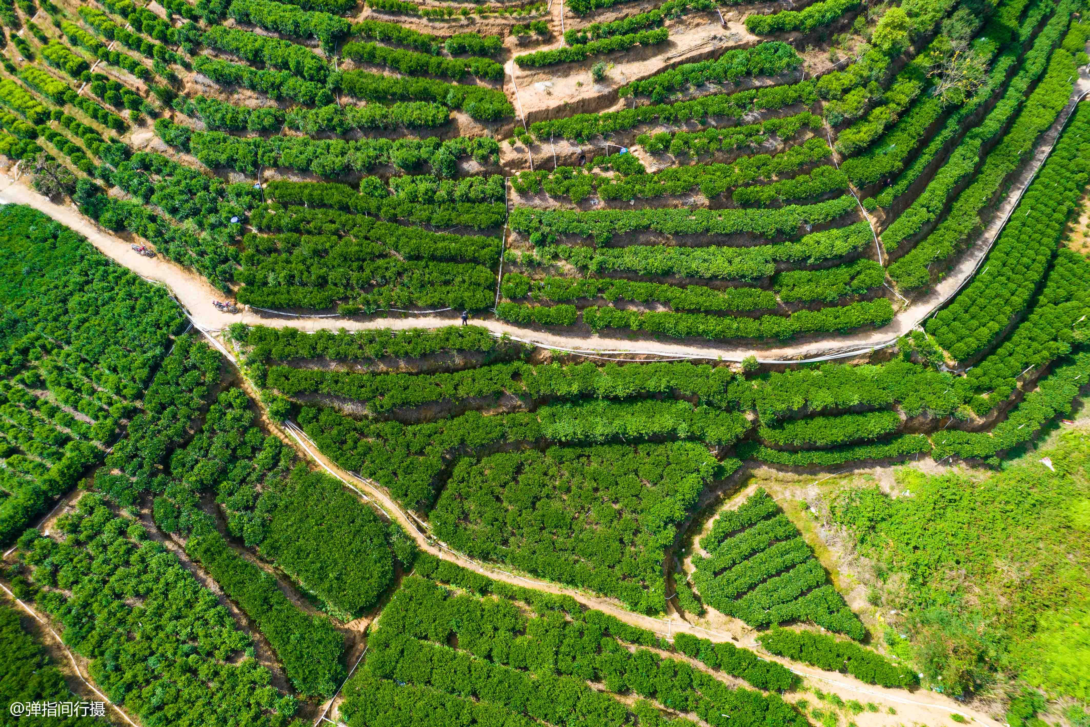 凤凰镇|广东潮州有个隐世山村，号称“单枞茶乡”，是潮汕的“诗与远方”