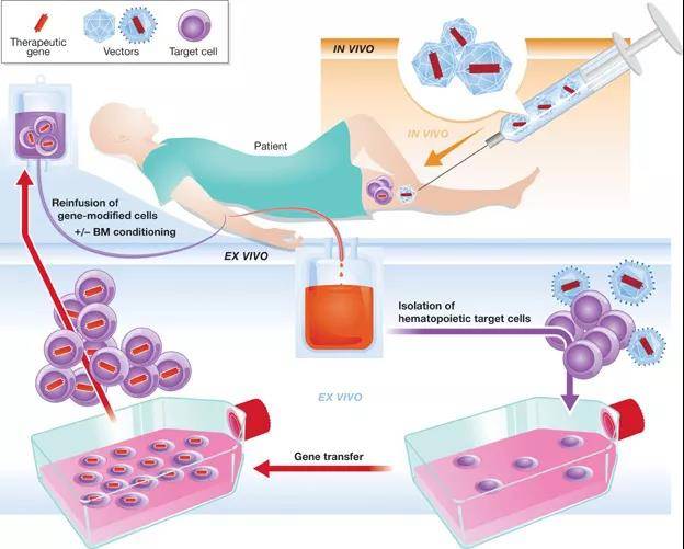 体内基因治疗图片