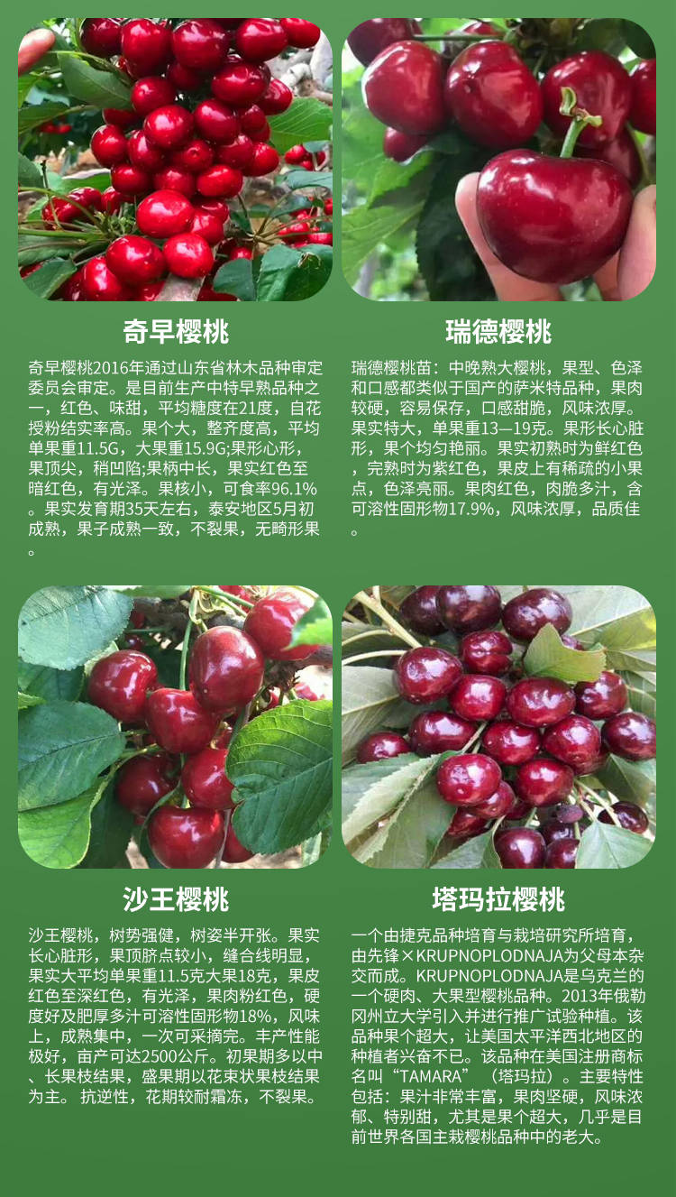 斯基娜樱桃品种介绍图片
