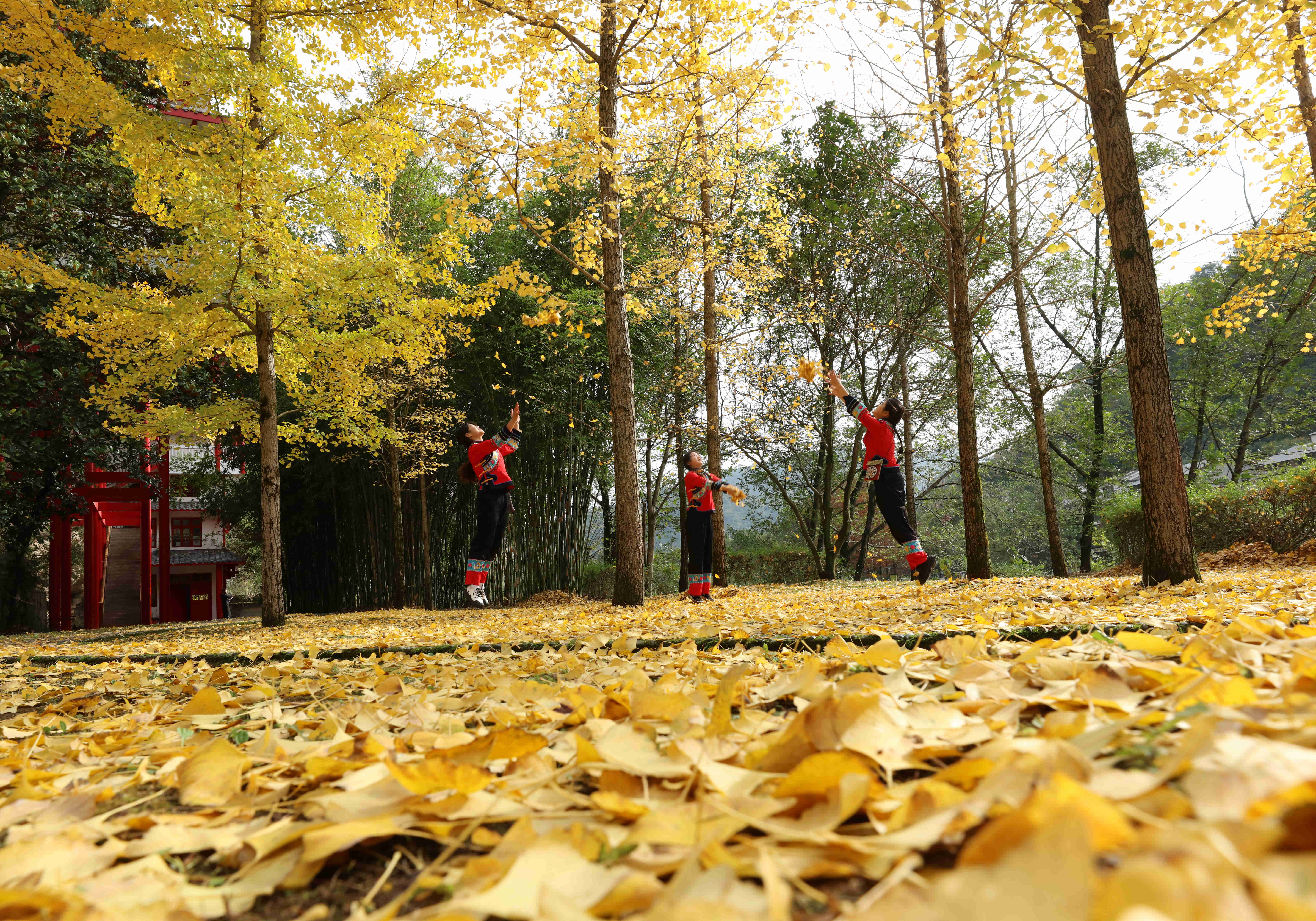 景区|张家界黄龙洞景区：多彩初冬 美景如画