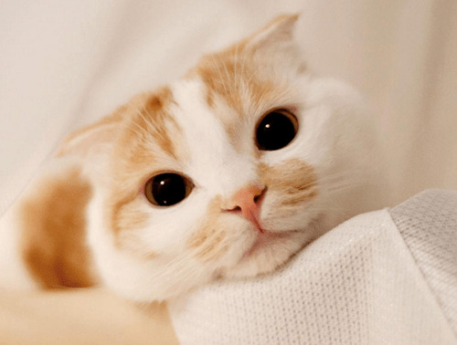 补充猫咪日记：加菲猫不发腮怎么办