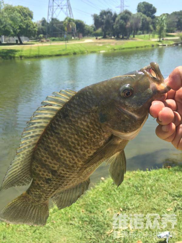 养罗非一般都吃啥料,自配的脆肉罗非鱼饲料长快_养殖_配方_长势