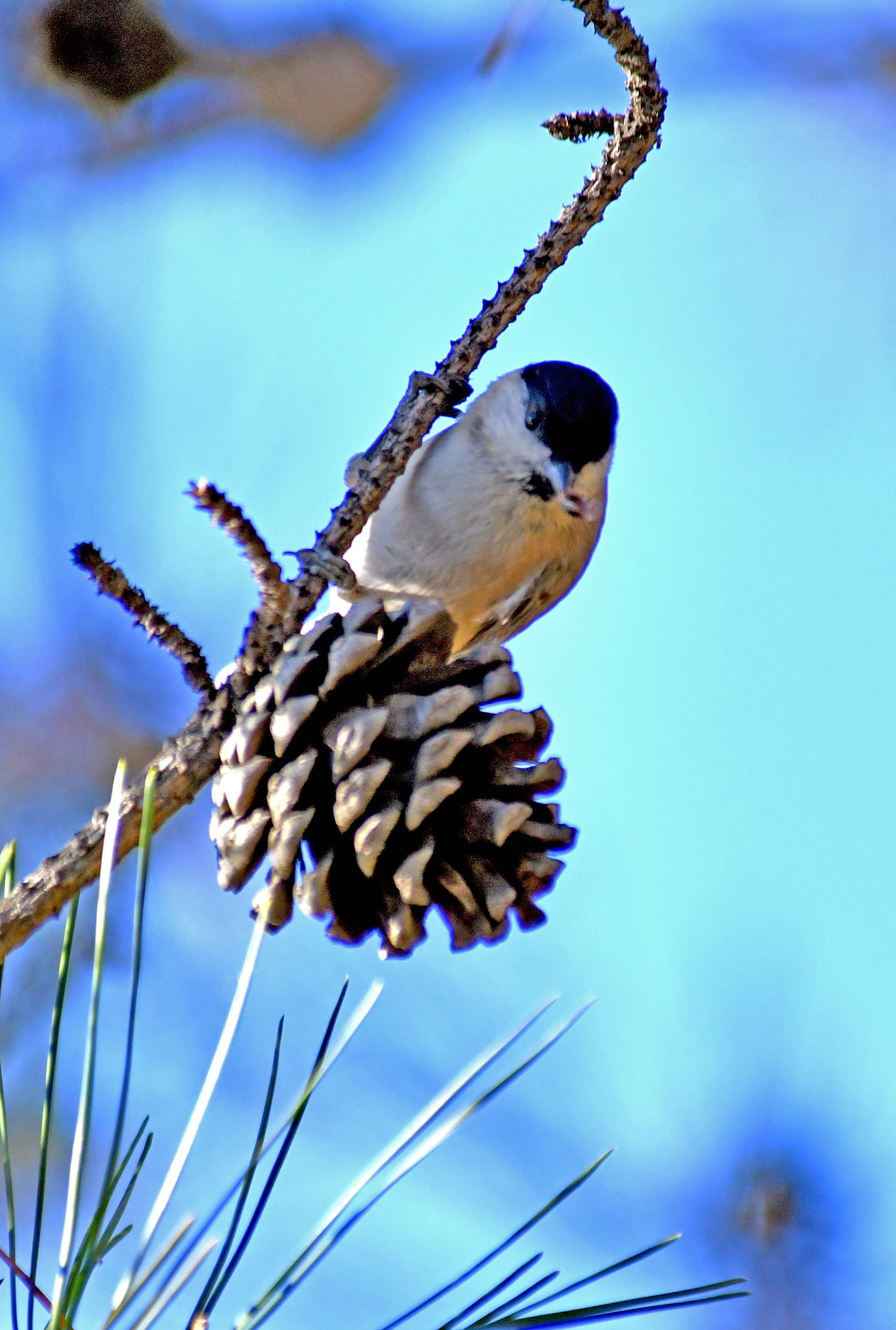 受农林业欢迎的山雀鸟