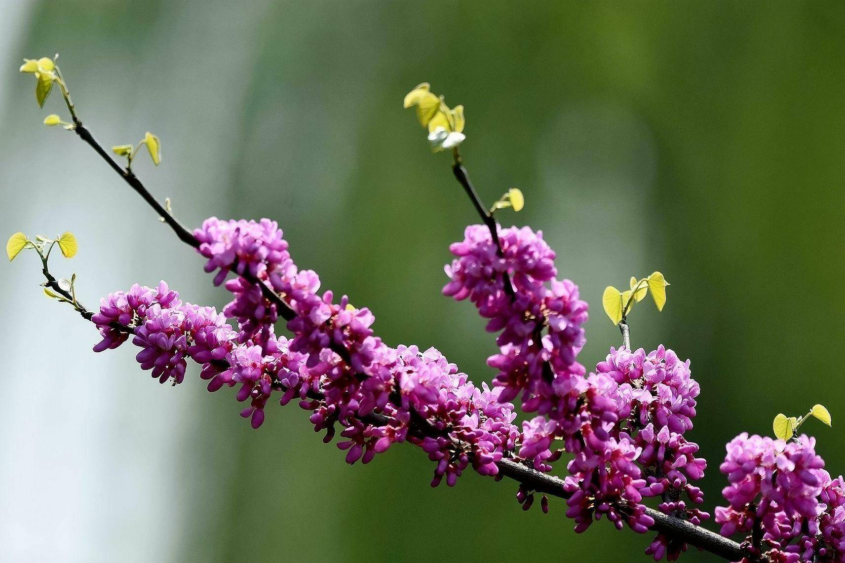 大叶紫荆花图片