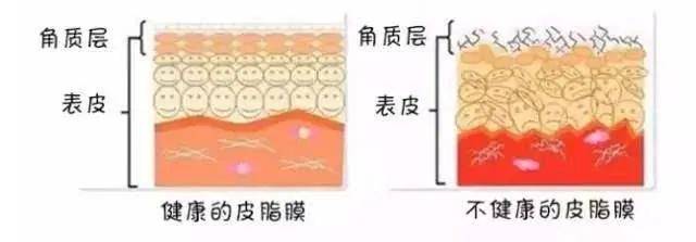 知识科普美容护肤第一步：先认识了解皮肤