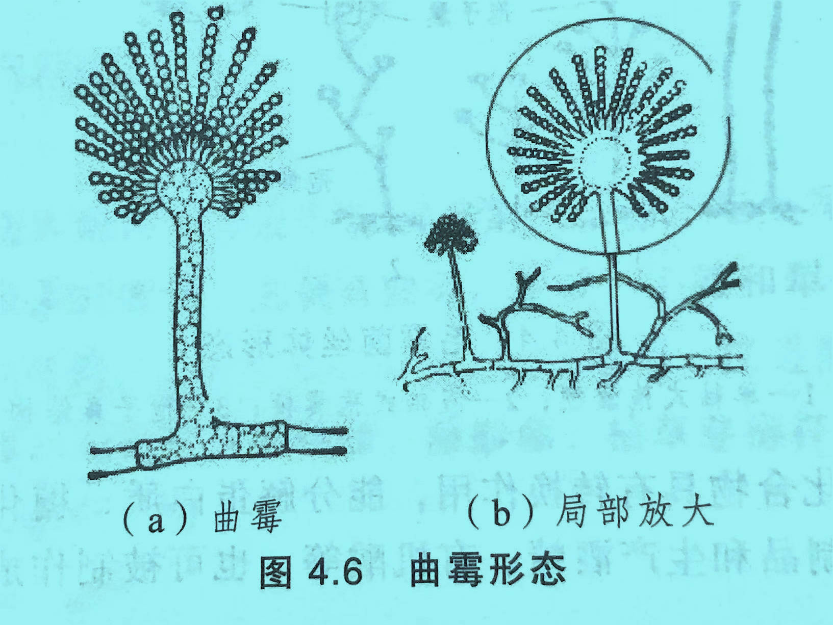 白酒与微生物的故事