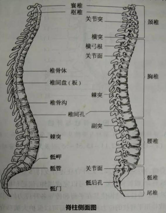 脊髓损伤之后会怎么样