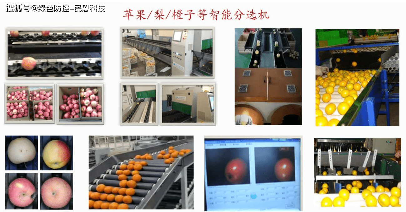 柑橘分选系统,芒果石榴分选机,苹果梨智能分选系统的特点及应用_检测