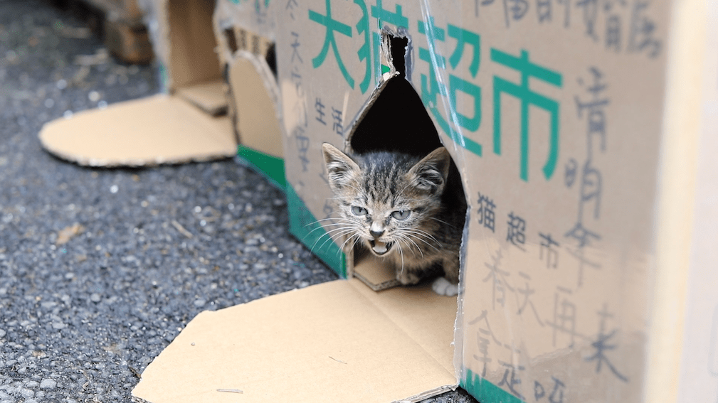 天猫超市将推2万个特制快递箱可变身流浪猫窝 纸箱 网友 动物