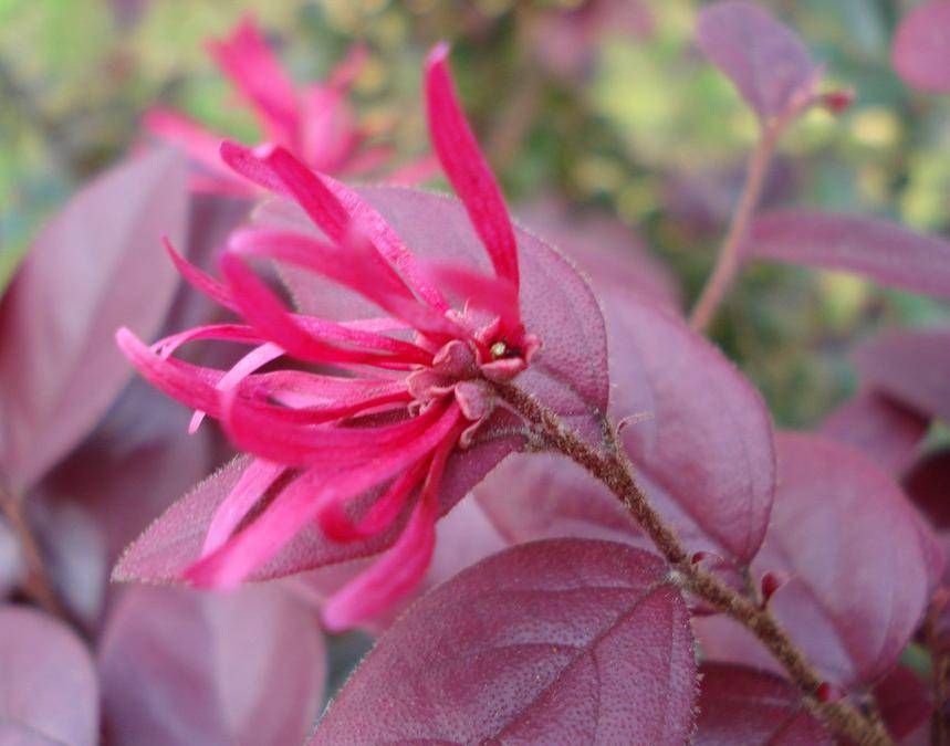 春天里的一把火红花檵木