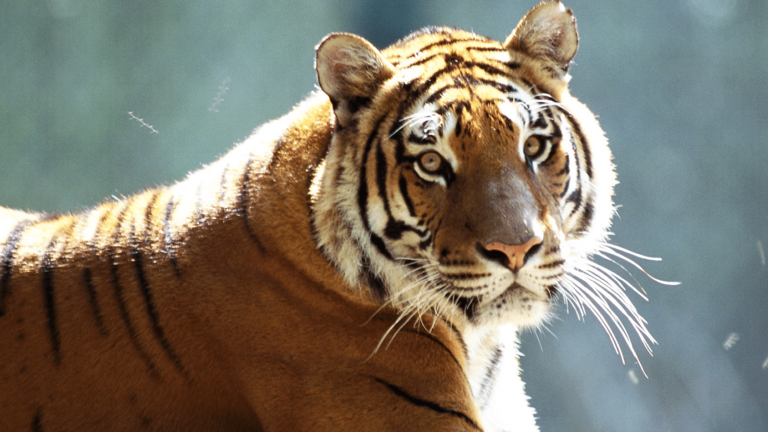 原创接下来的日子里属虎人霉运一扫而空搭载成功顺风车完美逆袭