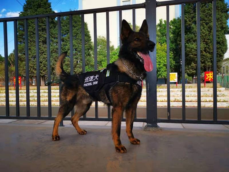赛虎于2020年2月27日在公安部昆明警犬基地出生,是一只昆明犬,性格