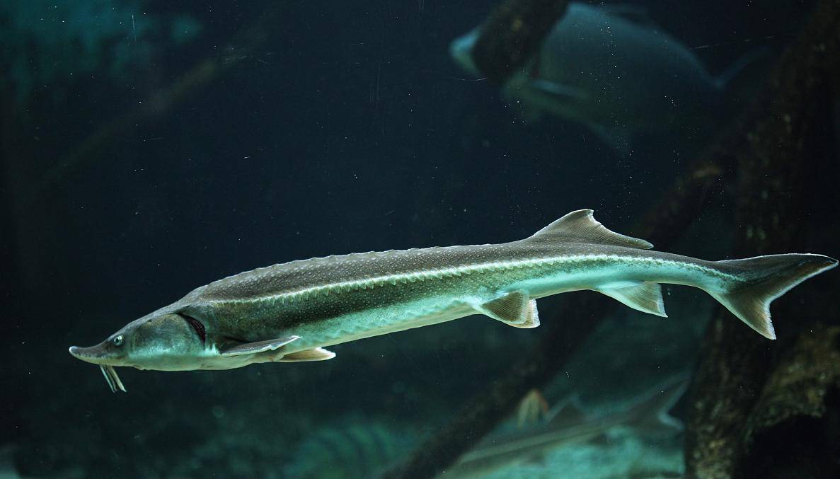 过年吃的鱼怎么做好吃