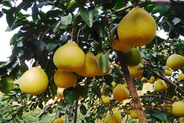 特产早知道——长寿沙田柚_食用_重庆地区_调研
