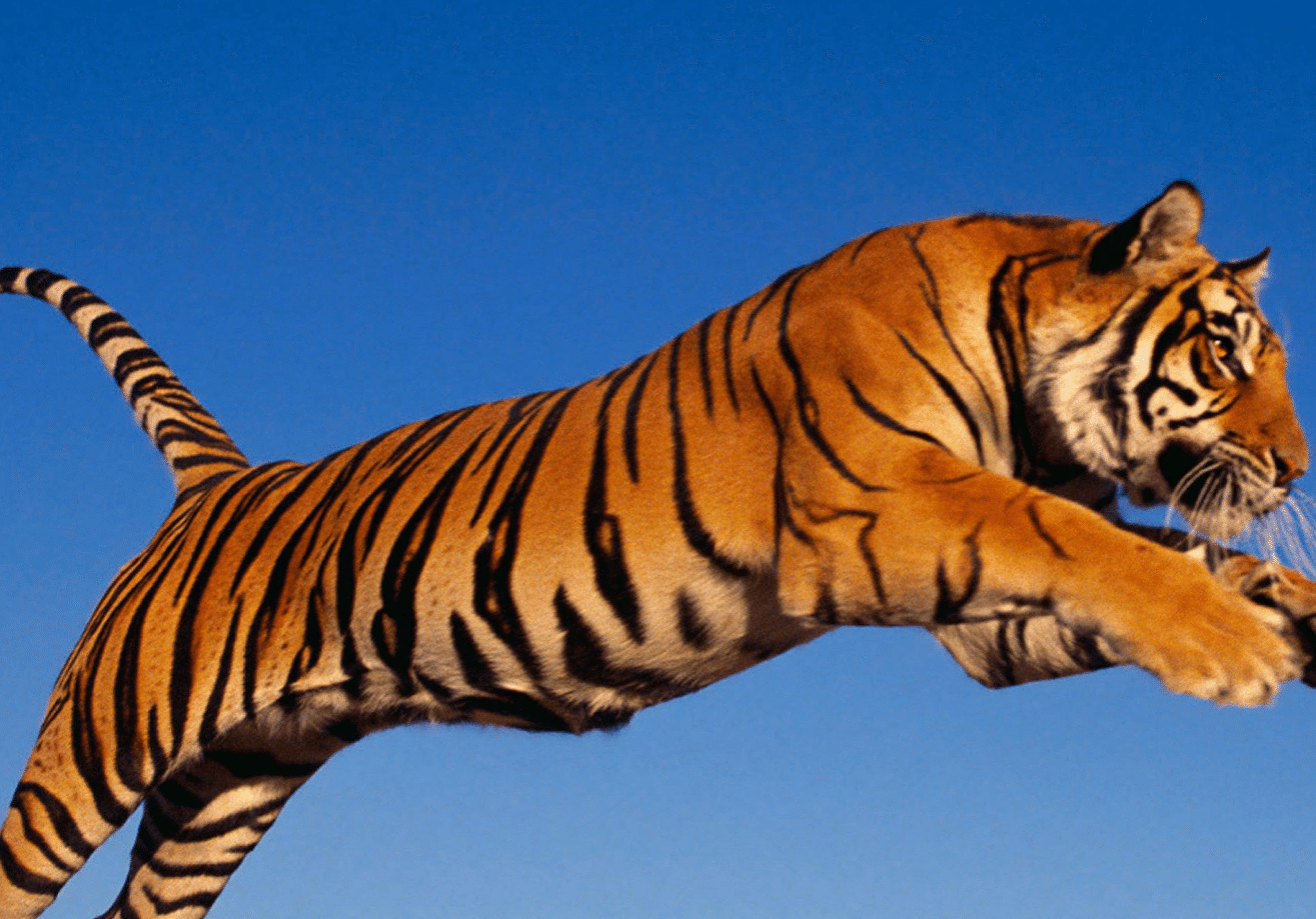 暧是什么生肖 833c935e62644f219f0ad041fa463b33.png