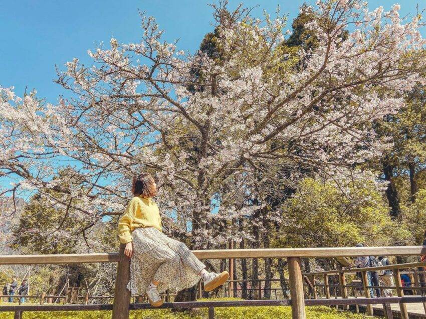 22台湾赏樱 全台18个樱花秘境 春季赏樱 樱花花期 赏樱路线 交通指南 阳明山 台北 日本