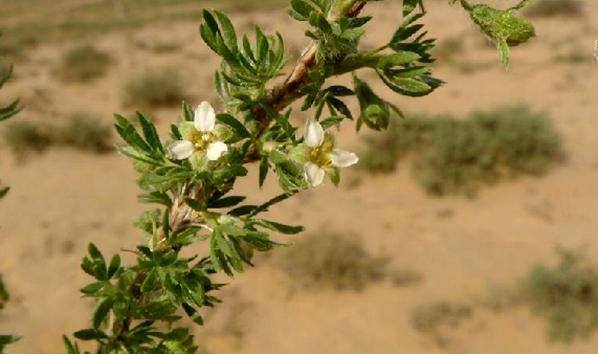 植物活化石绵刺