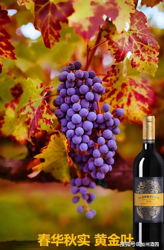 2021加州葡萄采收季回顾:又一年丰收_认证_品种_收获