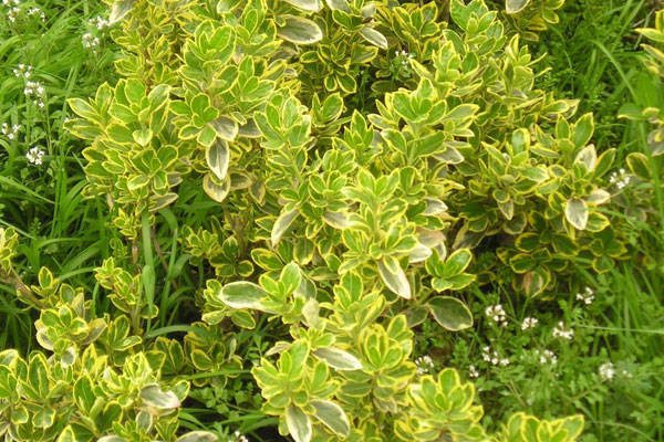 适宜做绿篱的树种金边正木_繁殖_材料_技术