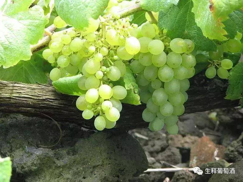 生命|开瓶放一年,不开瓶藏两辈子,不死之酒-马德拉