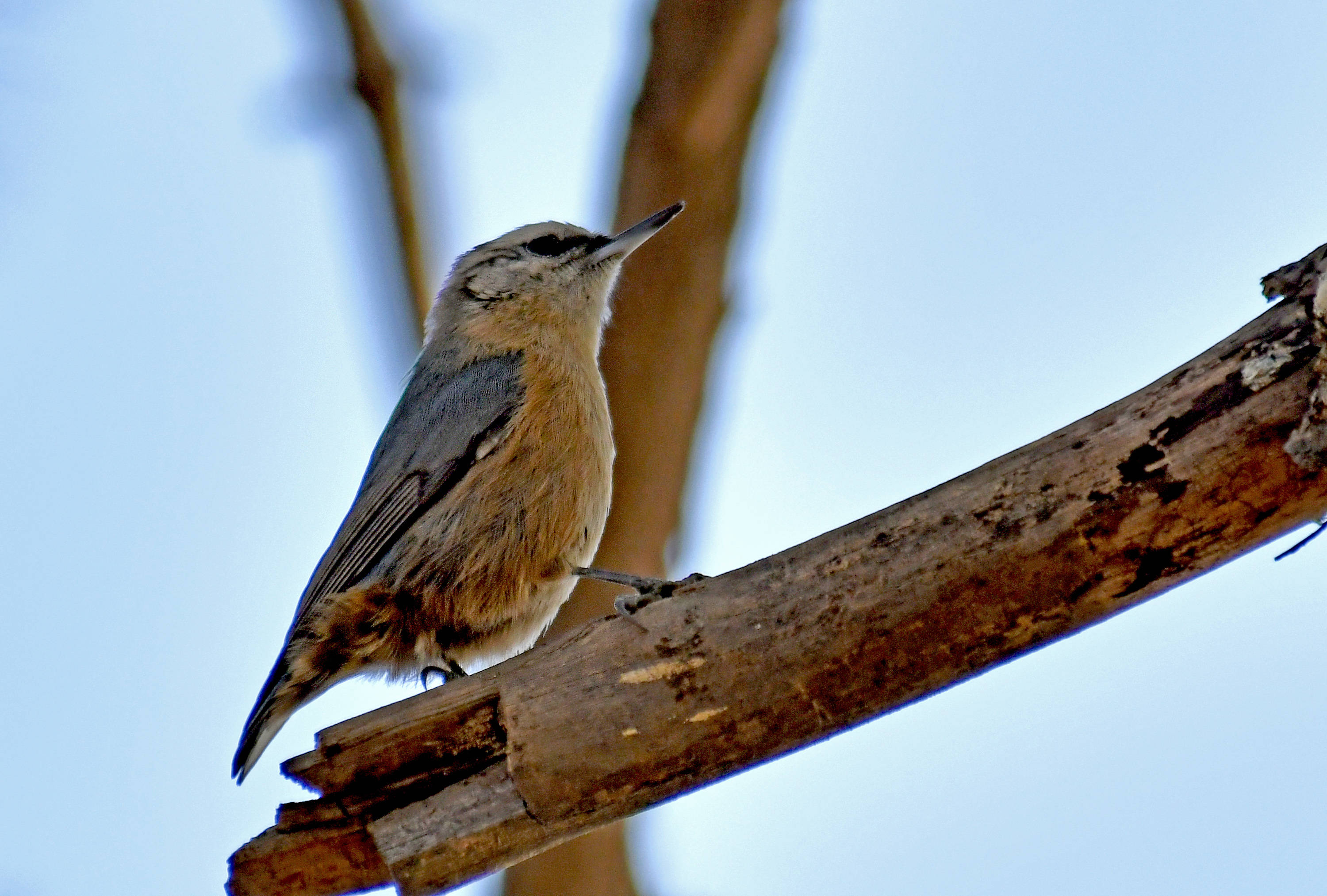 能沿树干垂直攀爬的鸟类黑头䴓shī下