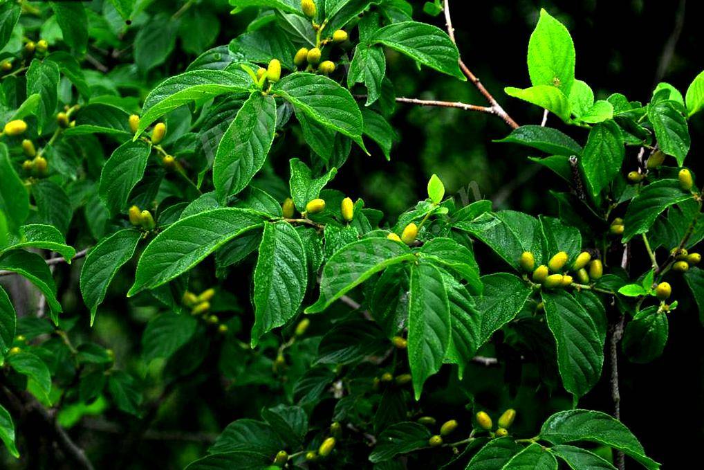 药用茶用价值较高的野生植物猫乳