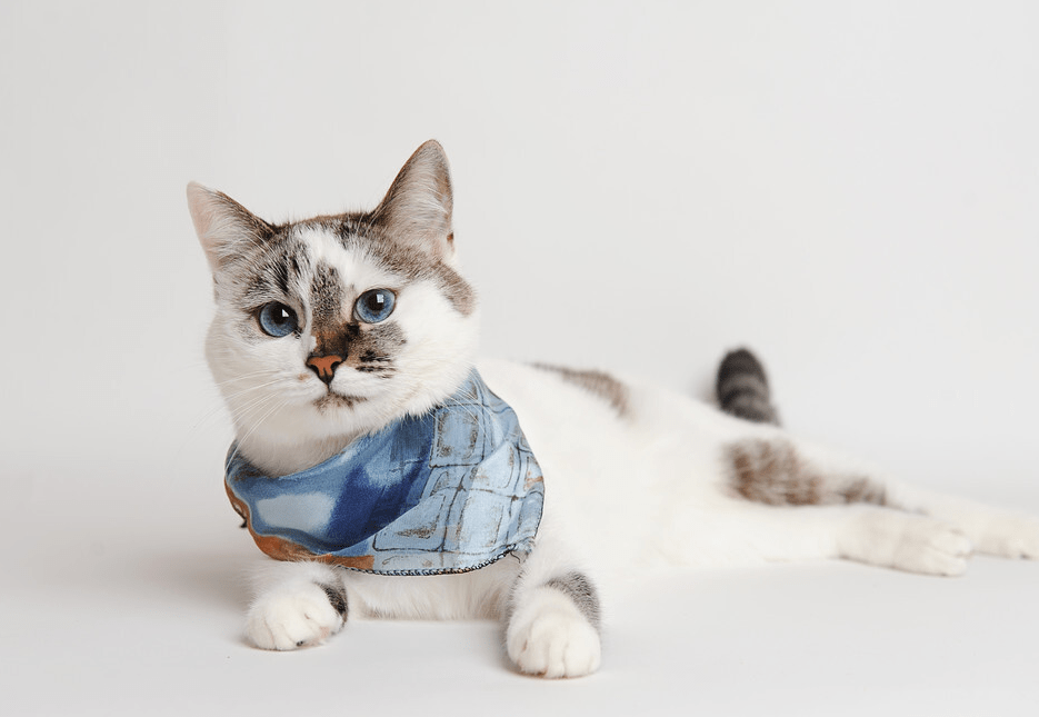 猫咪肝腹水能治好么